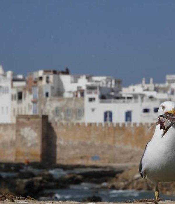 gull gcb132c082 640.jpg