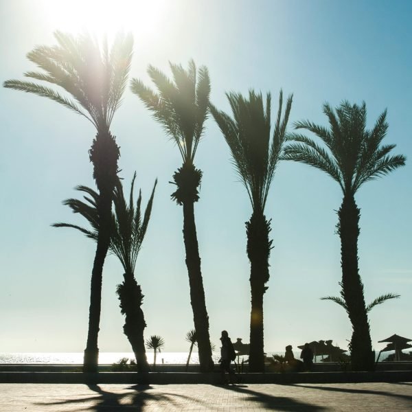 Silhouetted palm trees on a coastal promenade during sunset in Agadir, Morocco.